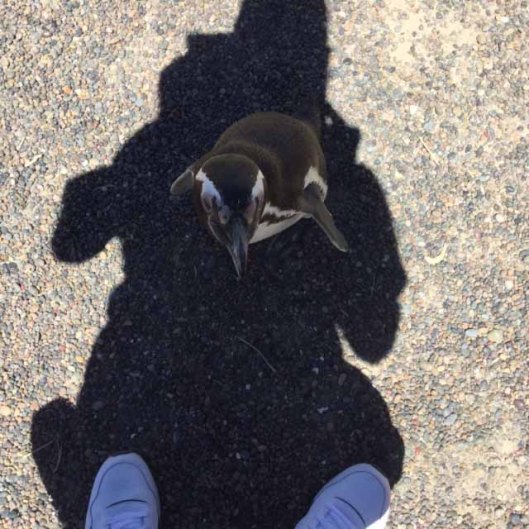 20181228-33PuntaTomboPenguinonPatrickSmaller